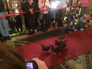 Peabody Ducks